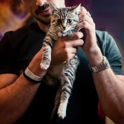Cat at home