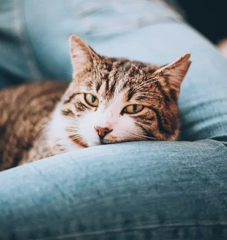 Calm daily cat care