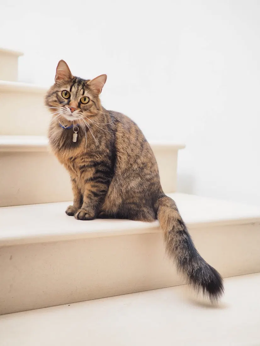 Long-haired tabby cat on the stairs
