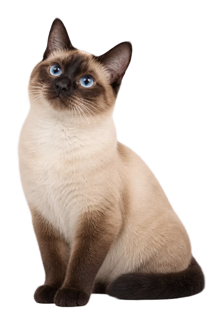 Orange cat